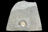 Ammonite (Promicroceras) Fossil - Lyme Regis #103017-1